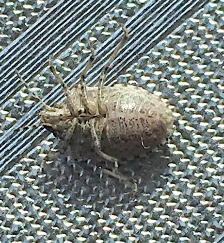 Holcostethus sp.
